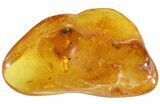Fossil Ants, Spider & Flies In Baltic Amber #48244-1